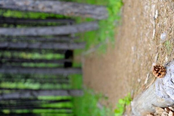 PRIRODA_18-8e38eeb87358d1ae2683fa99d6bdd5ee