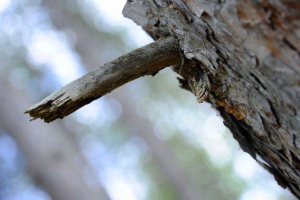 PRIRODA_19-97464ad7ab04c1efb02bc3b518974132