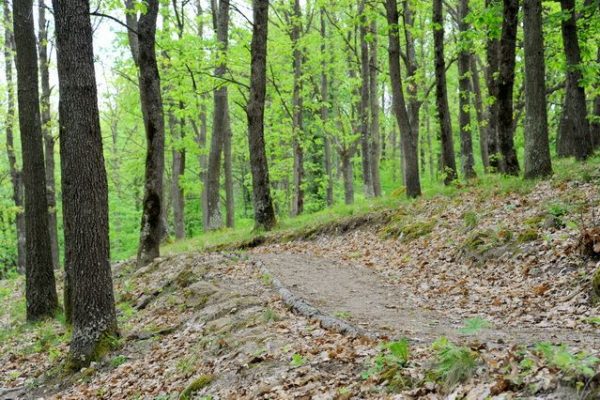 PRIRODA_20-702c2a1a286bd70edbc35656a5cbd436