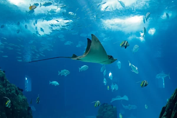 oceanarium-lisbon-GettyImages-484469875