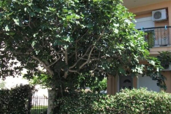 vila-fani-omniturs-letovanje-grcka-halkidiki-kasandra-kalitea-09